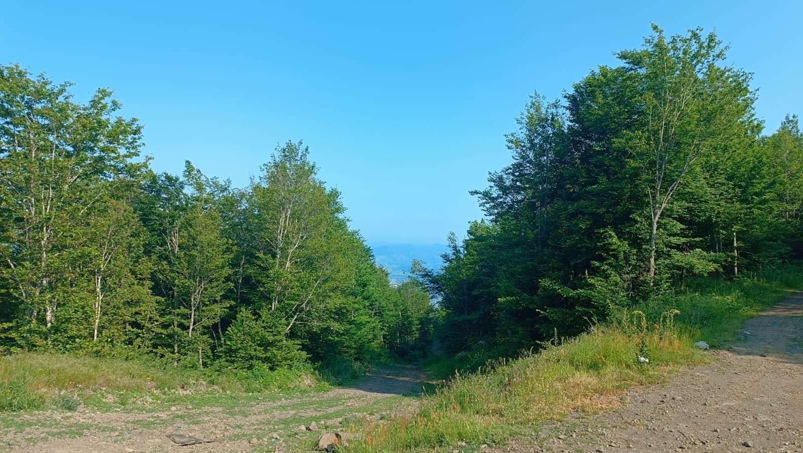 Bir varmış, bir yokmuş gibi; Ormanlar ormanlıktan çıkarıldı!