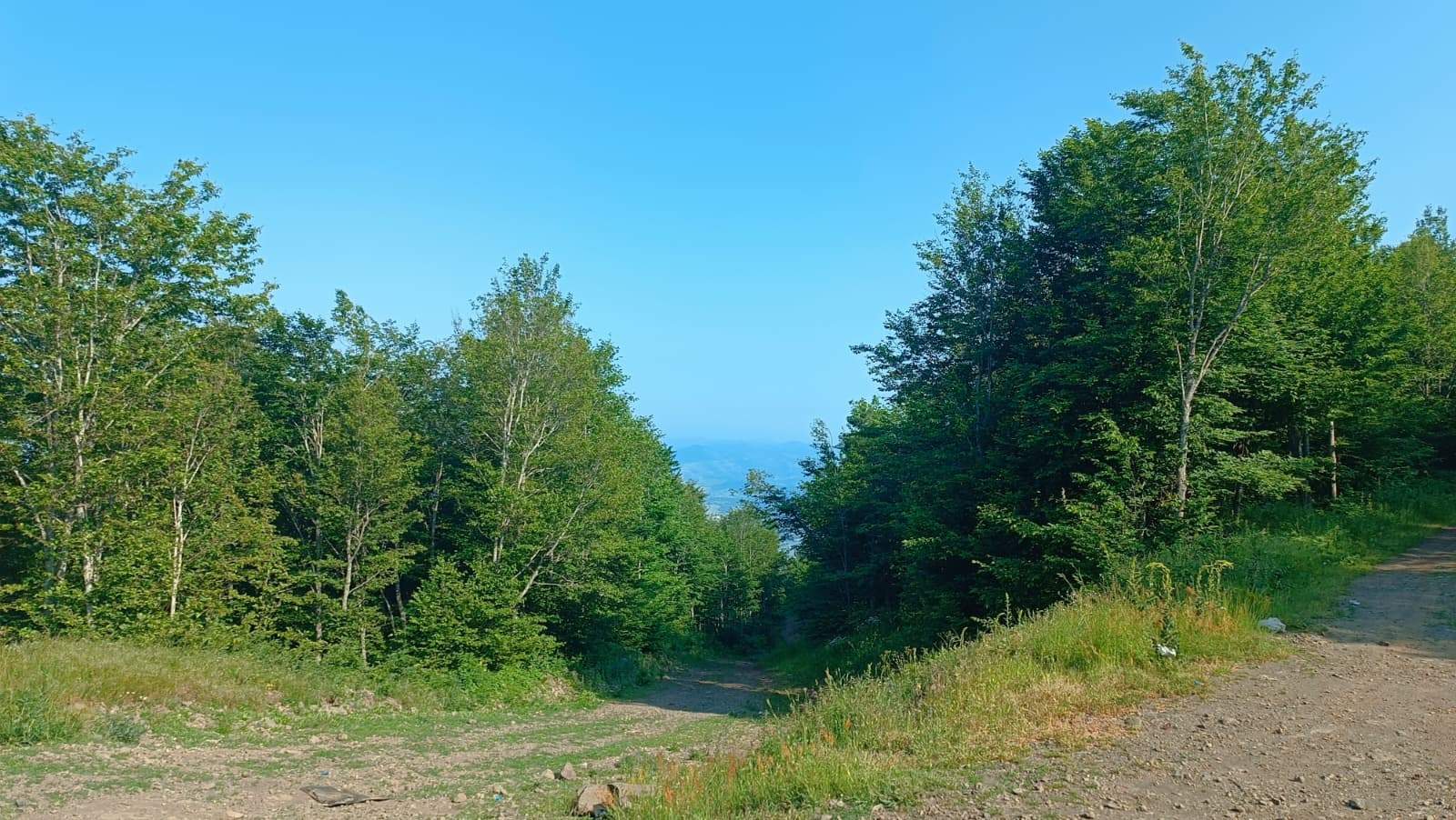 Bir varmış, bir yokmuş gibi; Ormanlar ormanlıktan çıkarıldı!