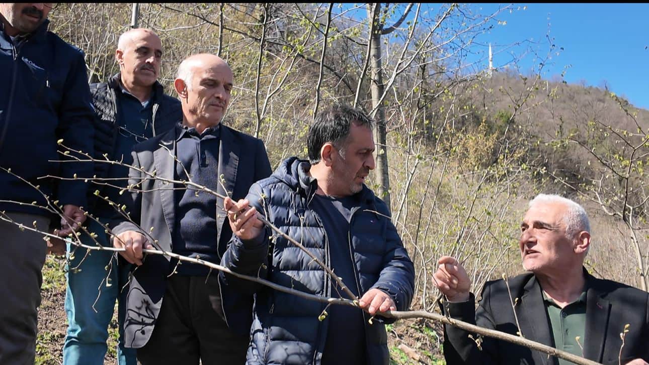 Fındık Rekoltesi Tahminine Ayvacık’tan Sert Tepki Geldi